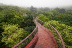 The-Boomslang-canopy-walkway
